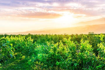 Naklejka premium plantation rows of agricultural field with young fruit trees with beautiful mountains and cloudy eveninf or morning sky on background. Spring season rustic landscape.