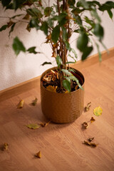 The leaves on the ficus tree are falling off