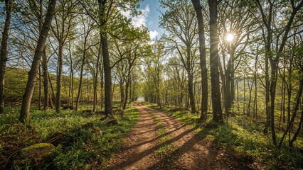 Trail inside the woods