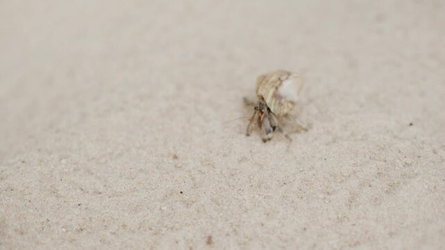 A tiny hermit crab with a shell on its back crawls across light-colored sand, captured in a close-up shot that highlights the delicate details of coastal wildlife.