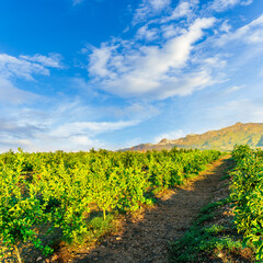 Fototapeta premium beautiful green sunset garden with rows of young fruit trees in agricutlure farm field during sunset with amazing cloudy sky on background