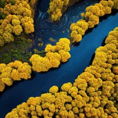 Aerial view Autumn river flowing through golden forest