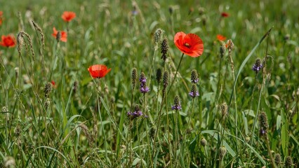 Fototapeta premium Purple wildflowers mingling with red poppies in a lively spring meadow setting. Theme centered on ecology. Gorgeous nature photo wallpaper. Natural design composition. Agricultural land vista. The