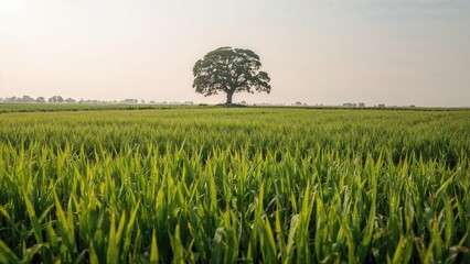 Natural green rice paddy with trees and soil