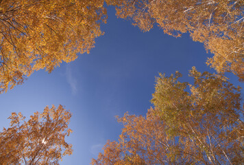 Autumn trees against the blue sky, view up, colorful natural background
