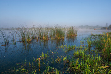 reeds and water