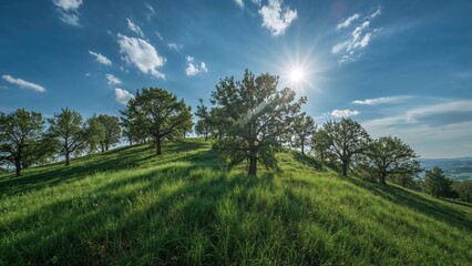 Obraz premium Elevated land covered with tall trees