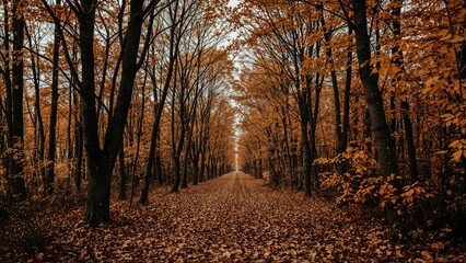 Fototapeta premium When nature shifts: preparing for the cold and darkness that winter brings