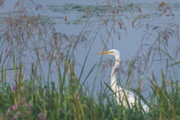 Great White Egret flying over the lake