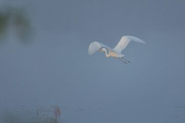  Great White Egret in the sky