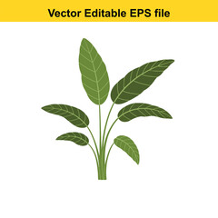 Indoor plant vector art of green banana plant with large leaves isolated on white background