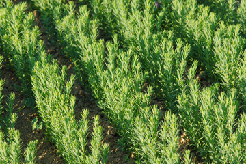 Leinen, Leinsamen, Öllein, Linium usitatissimum L.