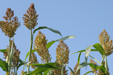 Hirsen, Sorghum,  Sorghum bicolor,  Sorghum sudanense,  S. bicolor x S. sudanense