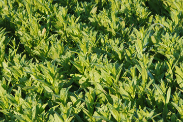 Leinen, Leinsamen, Öllein, Linium usitatissimum L.