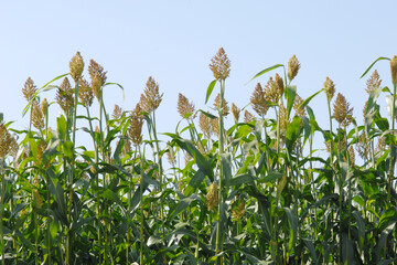 Hirsen, Sorghum,  Sorghum bicolor,  Sorghum sudanense,  S. bicolor x S. sudanense