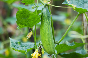 close up of fresh cucumber hanging on vine in garden, taken in indonesia