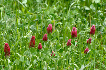 Inkarnat-Klee, Trifolium incarnatum L.