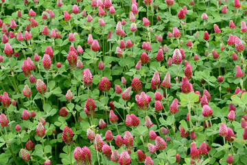 Inkarnat-Klee, Trifolium incarnatum L.