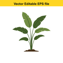 Indoor plant vector art of green banana plant leaves isolated on white background