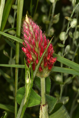 Inkarnat-Klee, Trifolium incarnatum L.