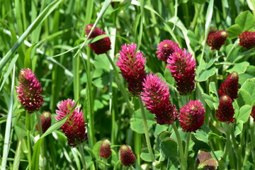 Inkarnat-Klee, Trifolium incarnatum L.