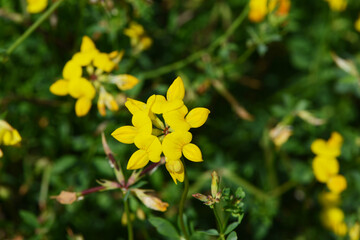 Gewöhnlichen Hornklee, Lotus corniculatus,  Samenvermehrung, Feldanbau