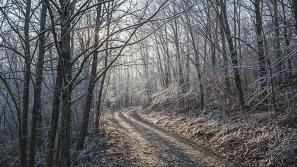 A serene woodland trail, coated with a delicate frost, winds quietly under the gentle glow of morning light sparkling on frozen foliage.