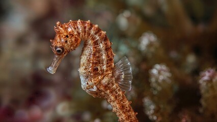 Expectant Denise's pygmy seahorse, Hippocampus denise