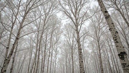 Birch Trees Blanketed in Snow with Bare Branches