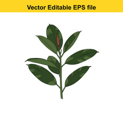 Indoor plant vector art of ficus elastica plant branch with green leaves isolated on white background