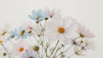 Obraz premium Delicate cosmos blooms with a gentle blur in muted colors