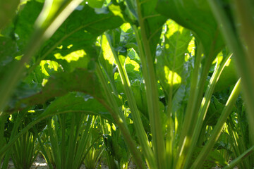 Zuckerrübe,  Zuckerrüben,  Beta vulgaris,  Reihenschluß