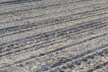 Zuckerr&uuml;be,  Zuckerr&uuml;ben,  Beta vulgaris, NA , Keimblattstadium