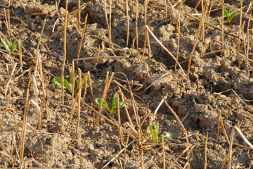 Zuckerrübe,  Zuckerrüben,  Beta vulgaris,  Direktsaat