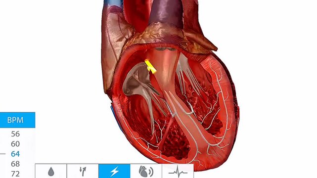 Electrical conduction system of human heart.