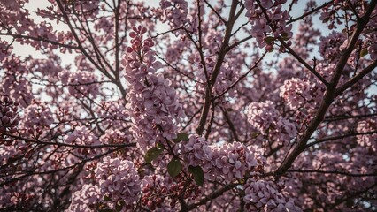 Obraz premium Lilac blossoms backdrop with floral beauty in spring garden