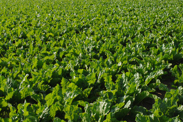Zuckerrübe,  Zuckerrüben,  Beta vulgaris, vor Reihenschluß