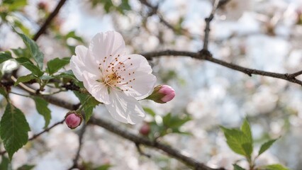 Obraz premium Nature scene featuring white blossoms in a floral garden during spring