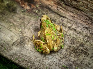 Frog with pond weed on wood