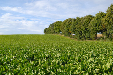 Zuckerrübe,  Zuckerrüben,  Beta vulgaris, Speicherwurzelbildung