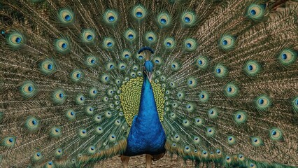 Obraz premium Colorful green and blue feathers of a male peacock shine as it beats a wheel in an animal park environment