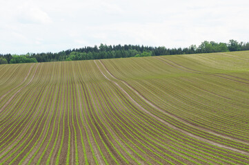 Zuckerrübe,  Zuckerrüben,  Beta vulgaris,  4-6 Blattstadium