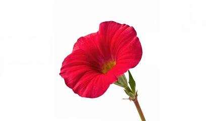 Lone red petunia flower with a clean white background
