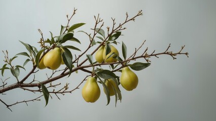 Branches bearing quince fruits against a neutral backdrop