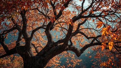 How Bon trees are used in cooking