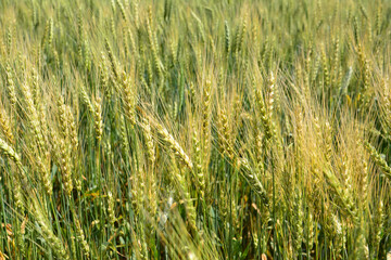 Wheat Field A Vibrant View of Growing Grains wheat background