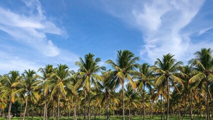 Fototapeta premium Majestic palm trees embellish the sunny skyline.