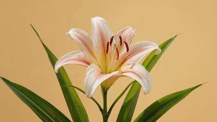 Obraz premium Genus Lilium: Prominent Blossoming Plants in Society and Texts