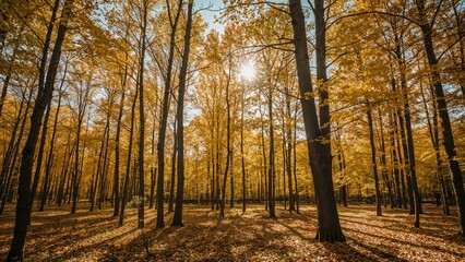 Fototapeta premium Autumn hues in a lush woodland park