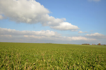 Zuckerrübe,  Zuckerrüben,  Beta vulgaris, Erntereif